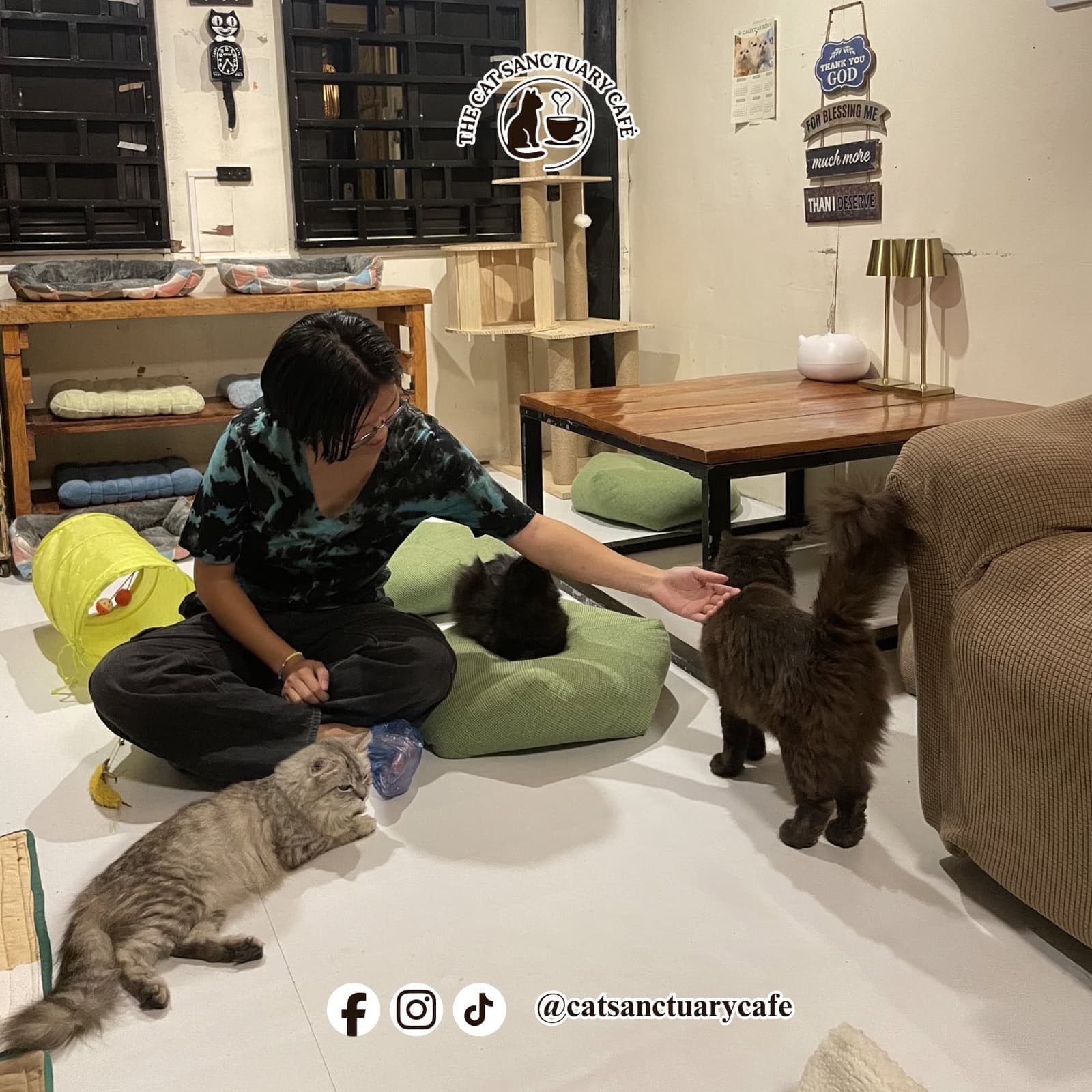 Cat interaction photo 5