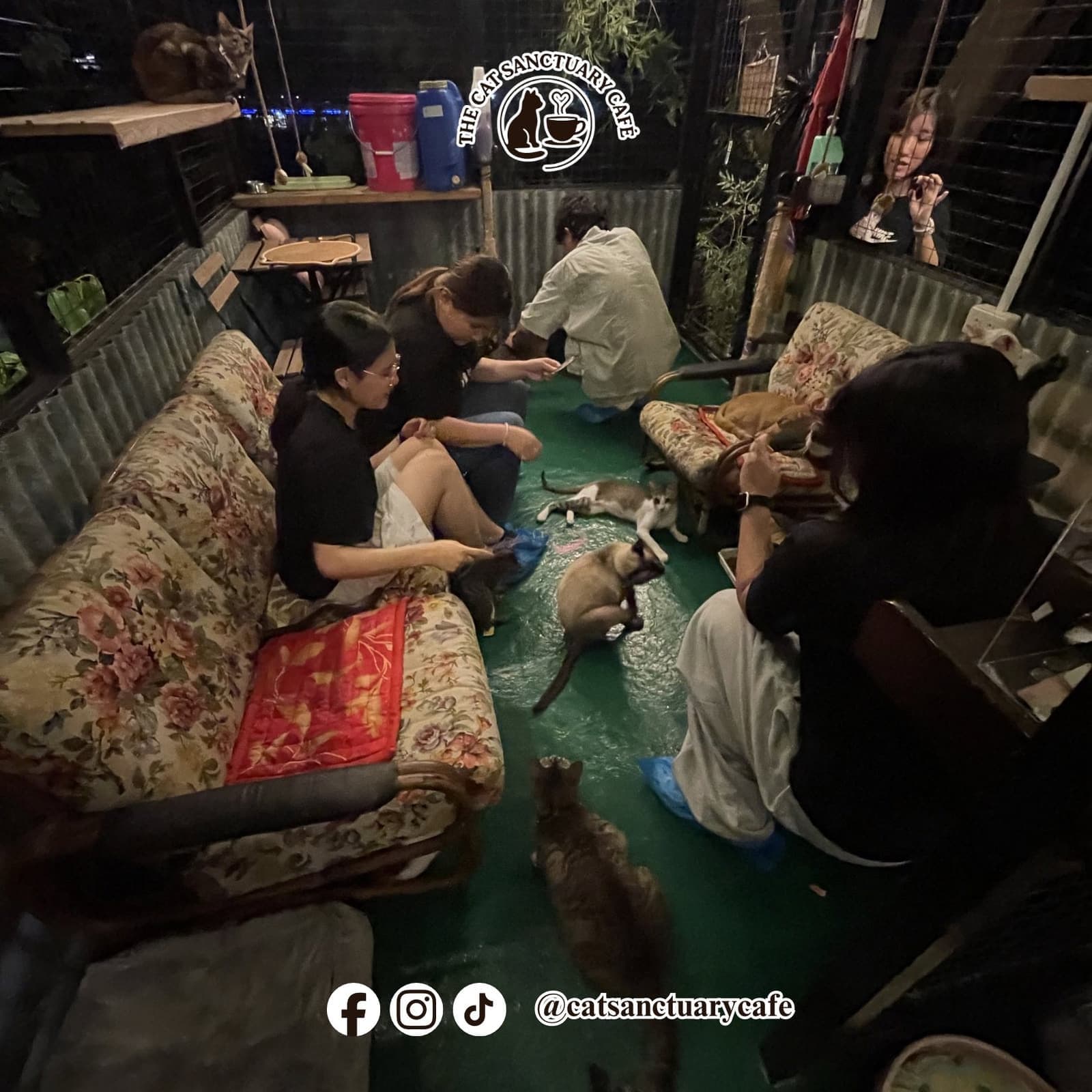 Cat interaction photo 6