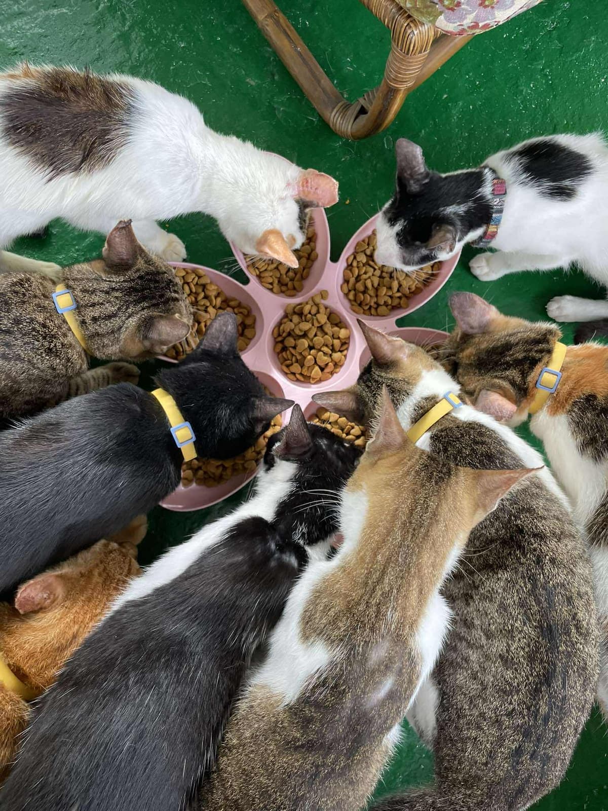 Emergency food stock delivered to the sanctuary