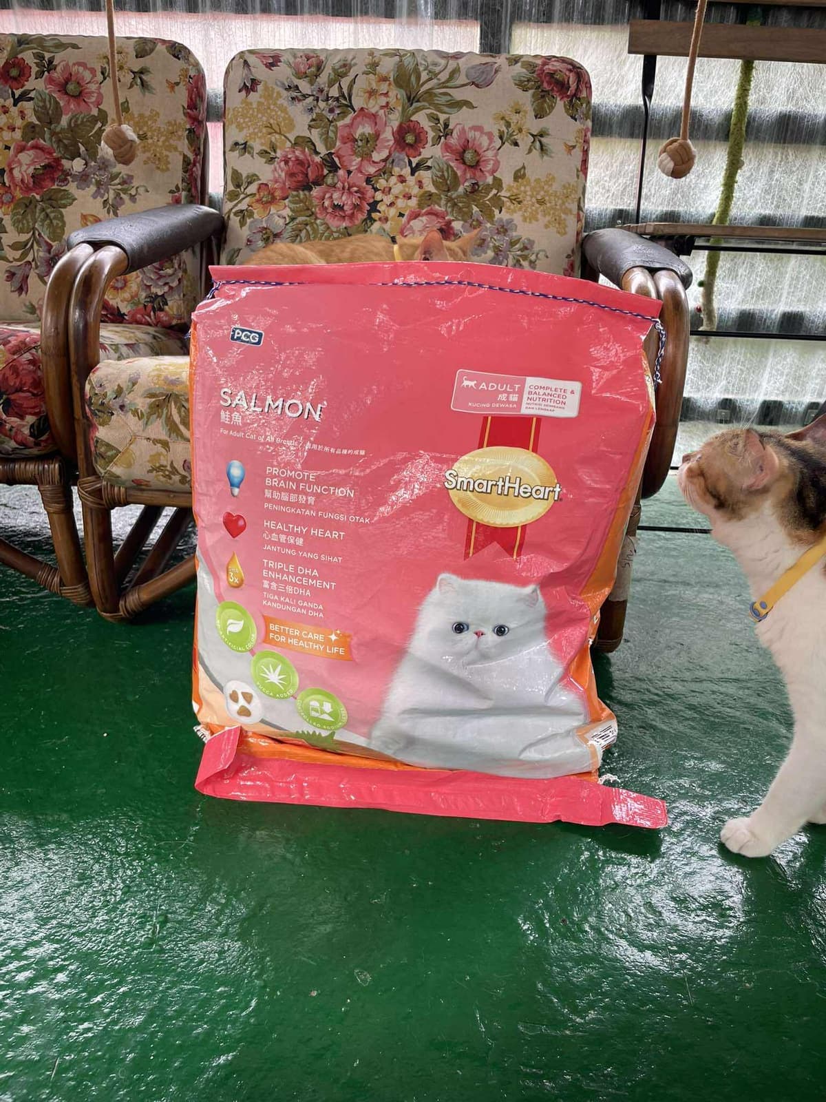 Goat's milk supplements for rescue cats