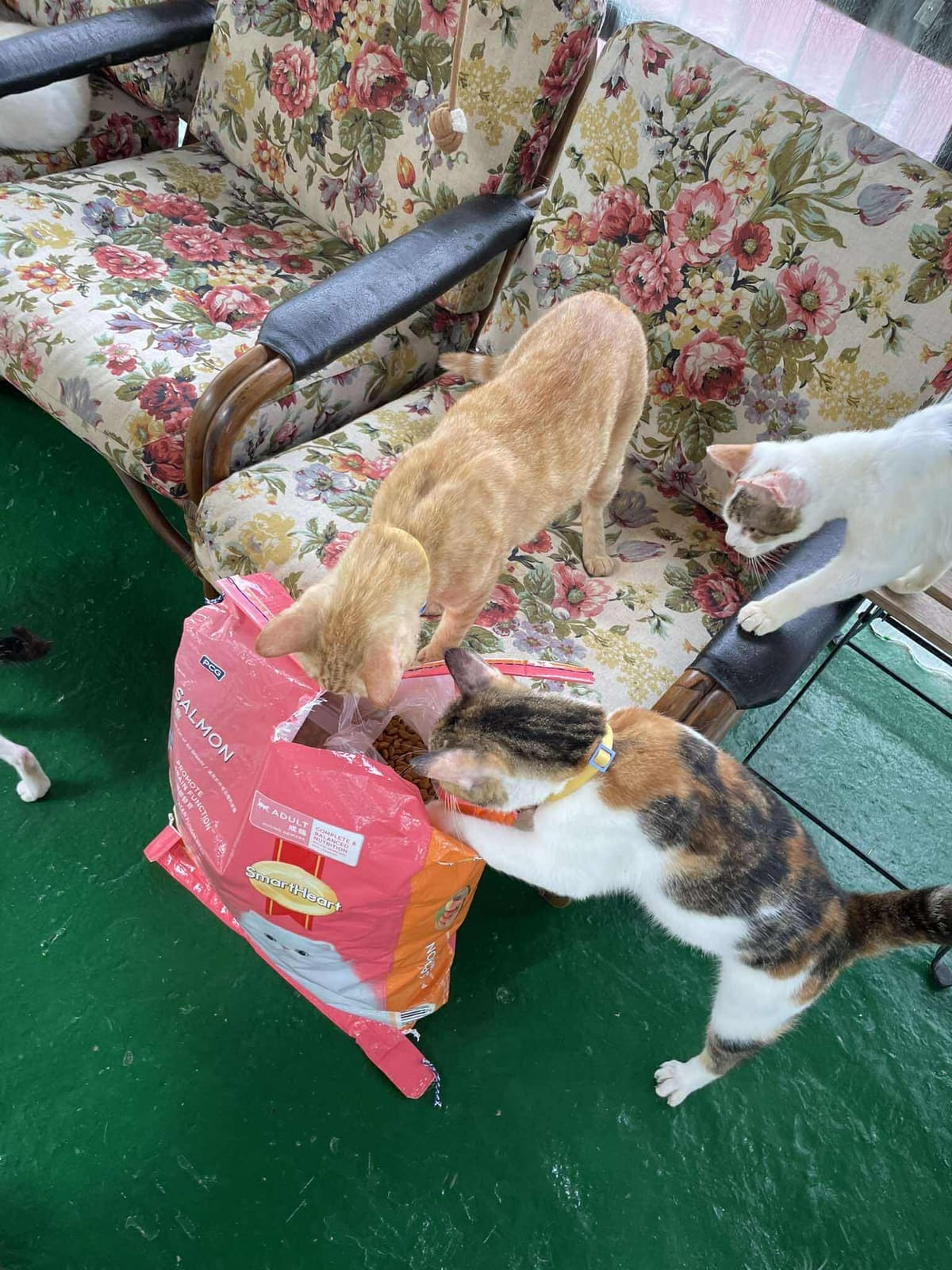 Community meal support for rescued cats