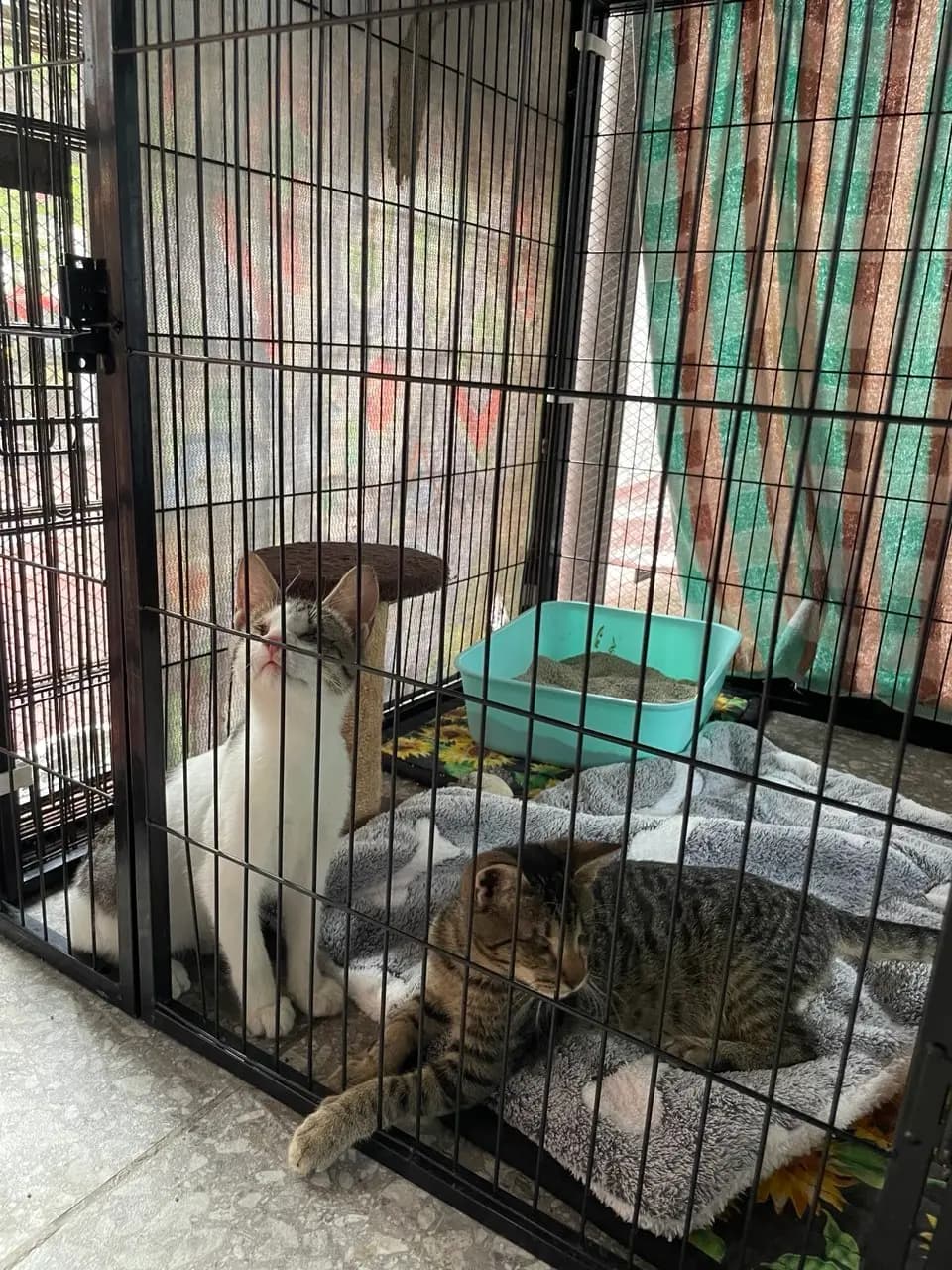 Sheba and Siera