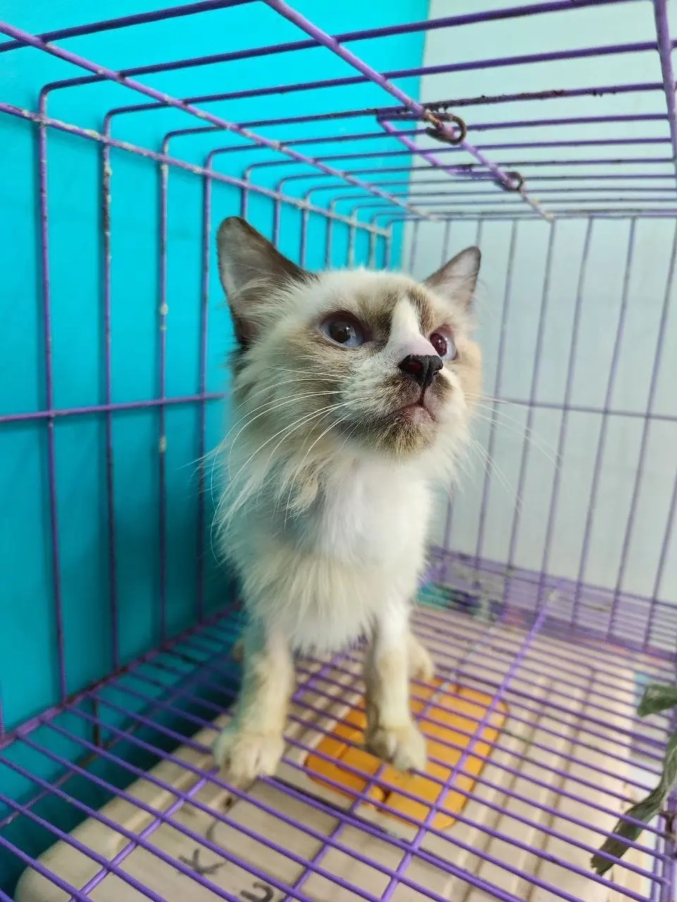 Himalayan