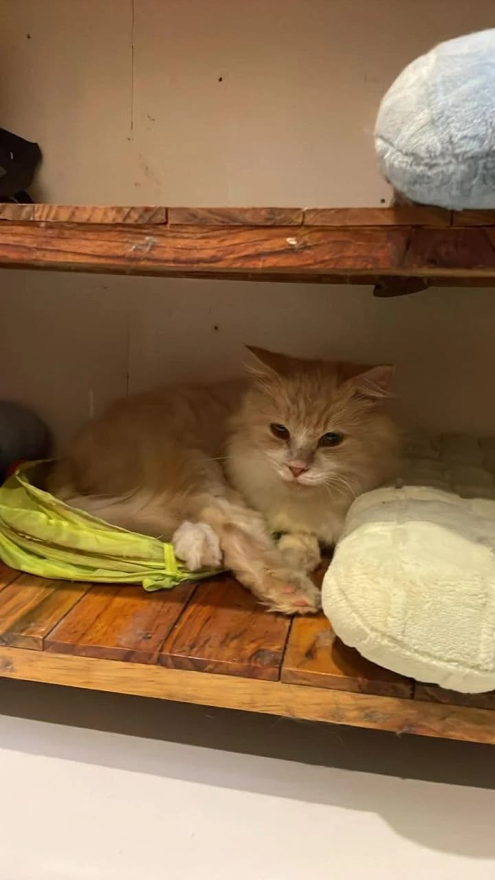 Yuki