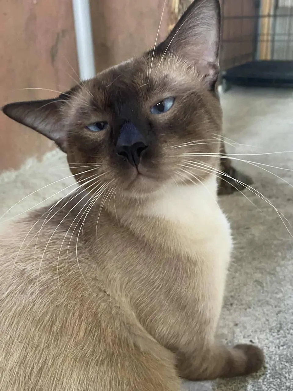 Gucci "The Alpha" of Catio B secondary